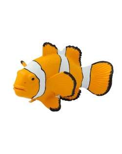 KLAUNZIVS CLOWN ANEMOFISH - SAFARI Ltd.