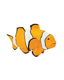 KLAUNZIVS CLOWN ANEMOFISH - SAFARI Ltd.