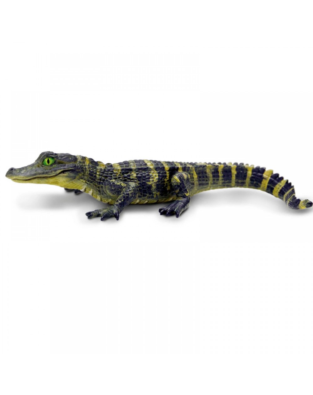 ALIGATORA MAZULIS - SAFARI LTD.