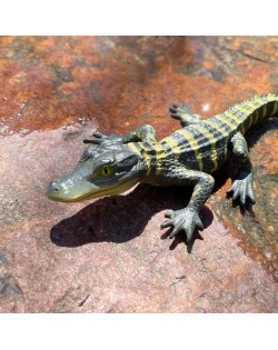ALIGATORA MAZULIS - SAFARI LTD.