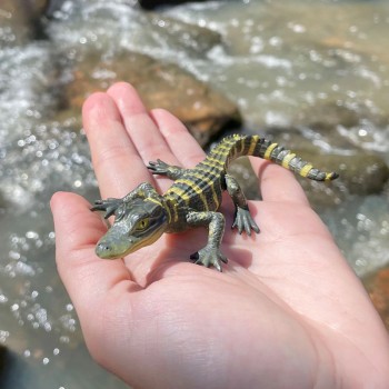 ALIGATORA MAZULIS - SAFARI LTD. ALIGATORA MAZULIS - SAFARI LTD.