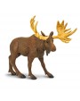 ALNIS - SAFARI Ltd.
