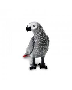 ĀFRIKAS PELĒKAIS PAPAGAILIS - SAFARI Ltd.