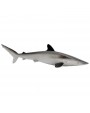 ZĪDAINĀ HAIZIVS/SILKY SHARK - SAFARI Ltd.