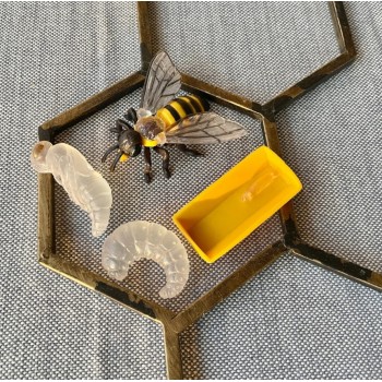 The Life Cycle of Bees - SAFARI Ltd.