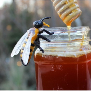 The Life Cycle of Bees - SAFARI Ltd.