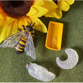 The Life Cycle of Bees - SAFARI Ltd.