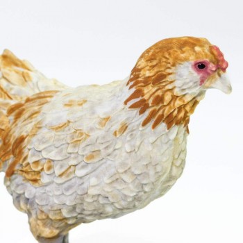 Ameraucana Chicken - SAFARI Ltd.