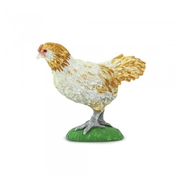 Ameraucana Chicken - SAFARI Ltd.
