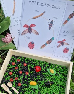 Sensoro Rotaļu Komplekts LadyBug Life Cycle - OUWAKIDS