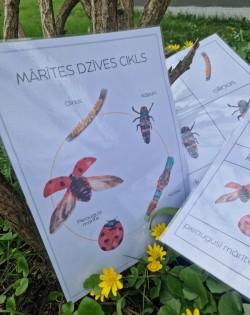Sensoro Rotaļu Komplekts LadyBug Life Cycle - OUWAKIDS