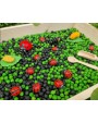 Sensoro Rotaļu Komplekts LadyBug Life Cycle - OUWAKIDS