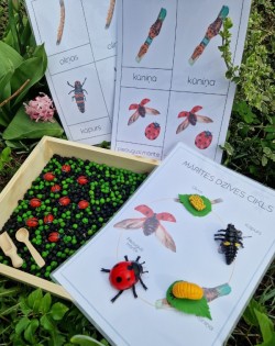 Sensoro Rotaļu Komplekts LadyBug Life Cycle - OUWAKIDS