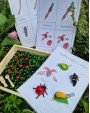 Sensoro Rotaļu Komplekts LadyBug Life Cycle - OUWAKIDS
