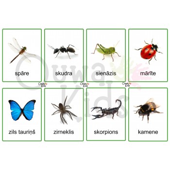 SĪKBŪTŅU PASAULE, SENSORO ROTAĻU KOMPLEKTS - OUWAKIDS