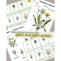 PIENENES DZĪVES CIKLS, UZBŪVE UN 3-DAĻU KARTĪTES - IZGLĪTOJOŠS LAMINĒTS MATERIĀLS - OUWAKIDS