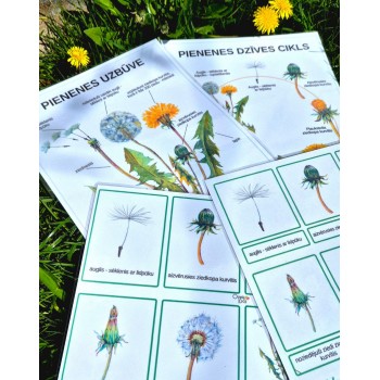 PIENENES DZĪVES CIKLS, UZBŪVE UN 3-DAĻU KARTĪTES - IZGLĪTOJOŠS LAMINĒTS MATERIĀLS - OUWAKIDS PIENENES DZĪVES CIKLS, UZBŪVE UN 3-DAĻU KARTĪTES - IZGLĪTOJOŠS LAMINĒTS MATERIĀLS - OUWAKIDS