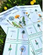 PIENENES DZĪVES CIKLS, UZBŪVE UN 3-DAĻU KARTĪTES - IZGLĪTOJOŠS LAMINĒTS MATERIĀLS - OUWAKIDS