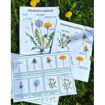 PIENENES DZĪVES CIKLS, UZBŪVE UN 3-DAĻU KARTĪTES - IZGLĪTOJOŠS LAMINĒTS MATERIĀLS - OUWAKIDS PIENENES DZĪVES CIKLS, UZBŪVE UN 3-DAĻU KARTĪTES - IZGLĪTOJOŠS LAMINĒTS MATERIĀLS - OUWAKIDS