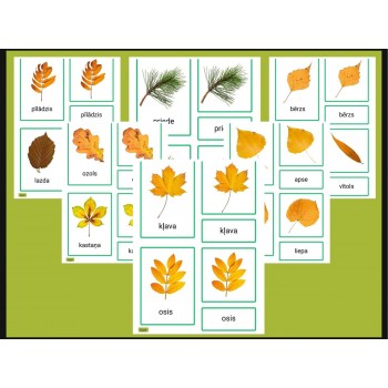 TREE LEAVES IN AUTUMN 3-PART CARDS, DIGITAL MATERIAL - OUWAKIDS TREE LEAVES IN AUTUMN 3-PART CARDS, DIGITAL MATERIAL - OUWAKIDS