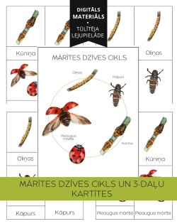 Mārītes Dzīves Cikls Un 3-Daļu Kartītes - OUWAKIDS