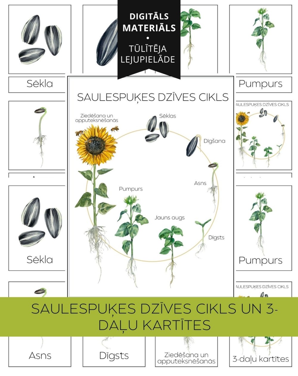 Saulespuķes Dzīves Cikls Un 3-Daļu Kartītes - OUWAKIDS