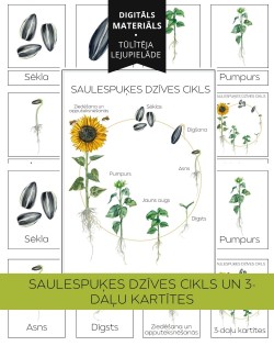 Saulespuķes Dzīves Cikls Un 3-Daļu Kartītes - OUWAKIDS