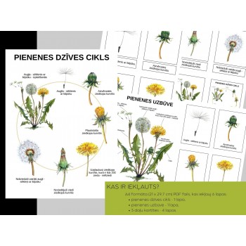 Dandelion Life Cycle, Structure and 3-Part Cards, Digital Material - OUWAKIDS