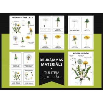 Dandelion Life Cycle, Structure and 3-Part Cards, Digital Material - OUWAKIDS