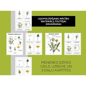 Dandelion Life Cycle, Structure and 3-Part Cards, Digital Material - OUWAKIDS