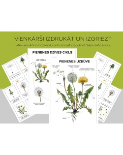 Pienenes Dzīves Cikls, Uzbūve Un 3-Daļu Kartītes, Digitāls Materiāls - OUWAKIDS