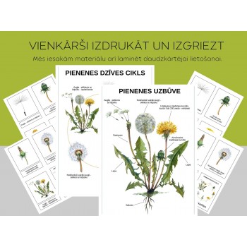 Dandelion Life Cycle, Structure and 3-Part Cards, Digital Material - OUWAKIDS