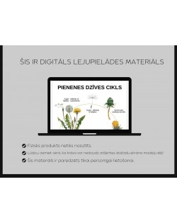 Pienenes Dzīves Cikls, Uzbūve Un 3-Daļu Kartītes, Digitāls Materiāls - OUWAKIDS