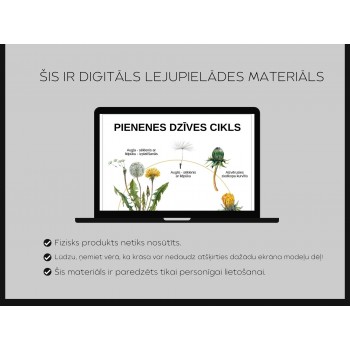 Dandelion Life Cycle, Structure and 3-Part Cards, Digital Material - OUWAKIDS