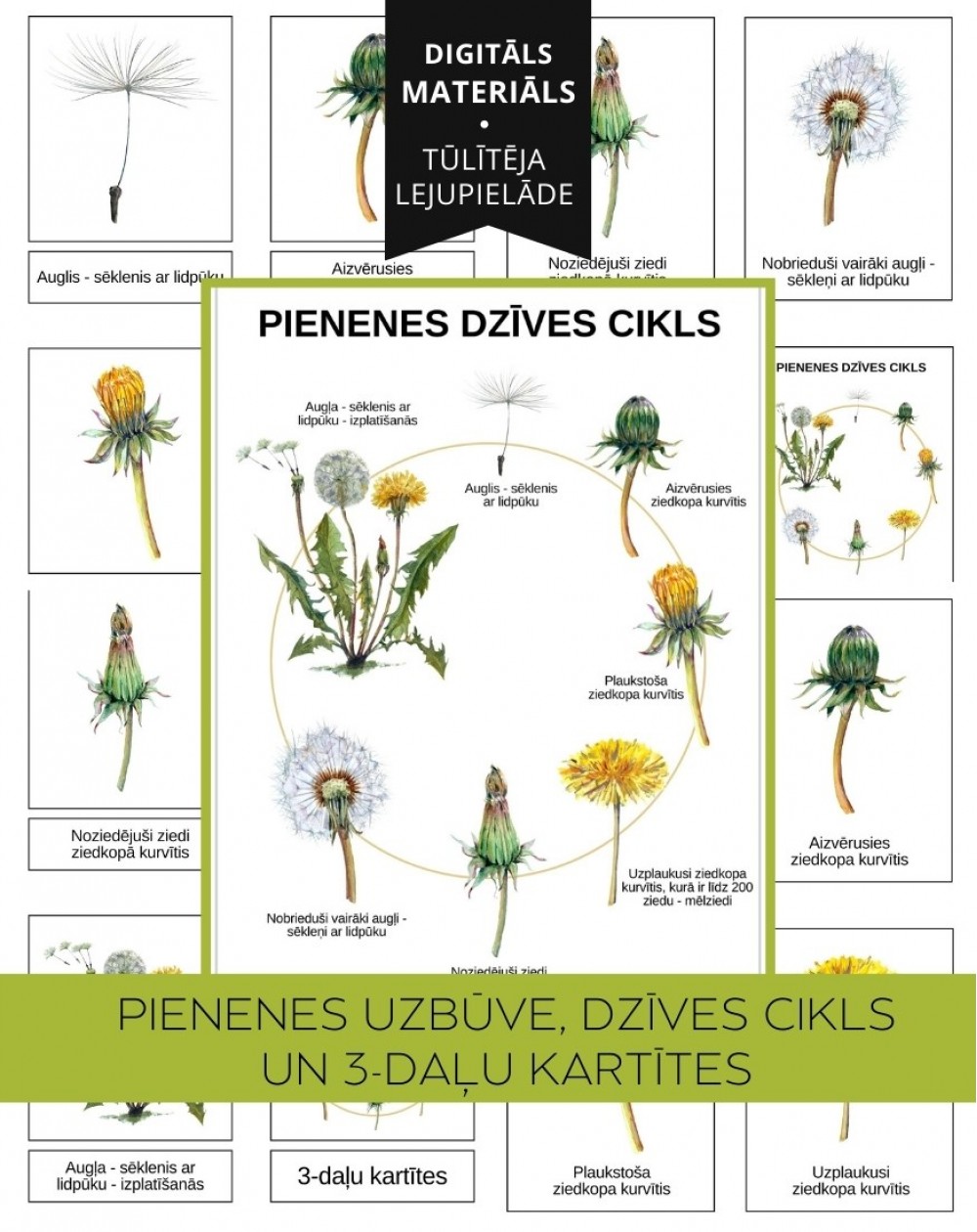 Pienenes Dzīves Cikls, Uzbūve Un 3-Daļu Kartītes, Digitāls Materiāls - OUWAKIDS