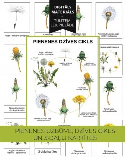 Pienenes Dzīves Cikls, Uzbūve Un 3-Daļu Kartītes, Digitāls Materiāls - OUWAKIDS