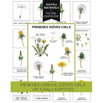 Dandelion Life Cycle, Structure and 3-Part Cards, Digital Material - OUWAKIDS