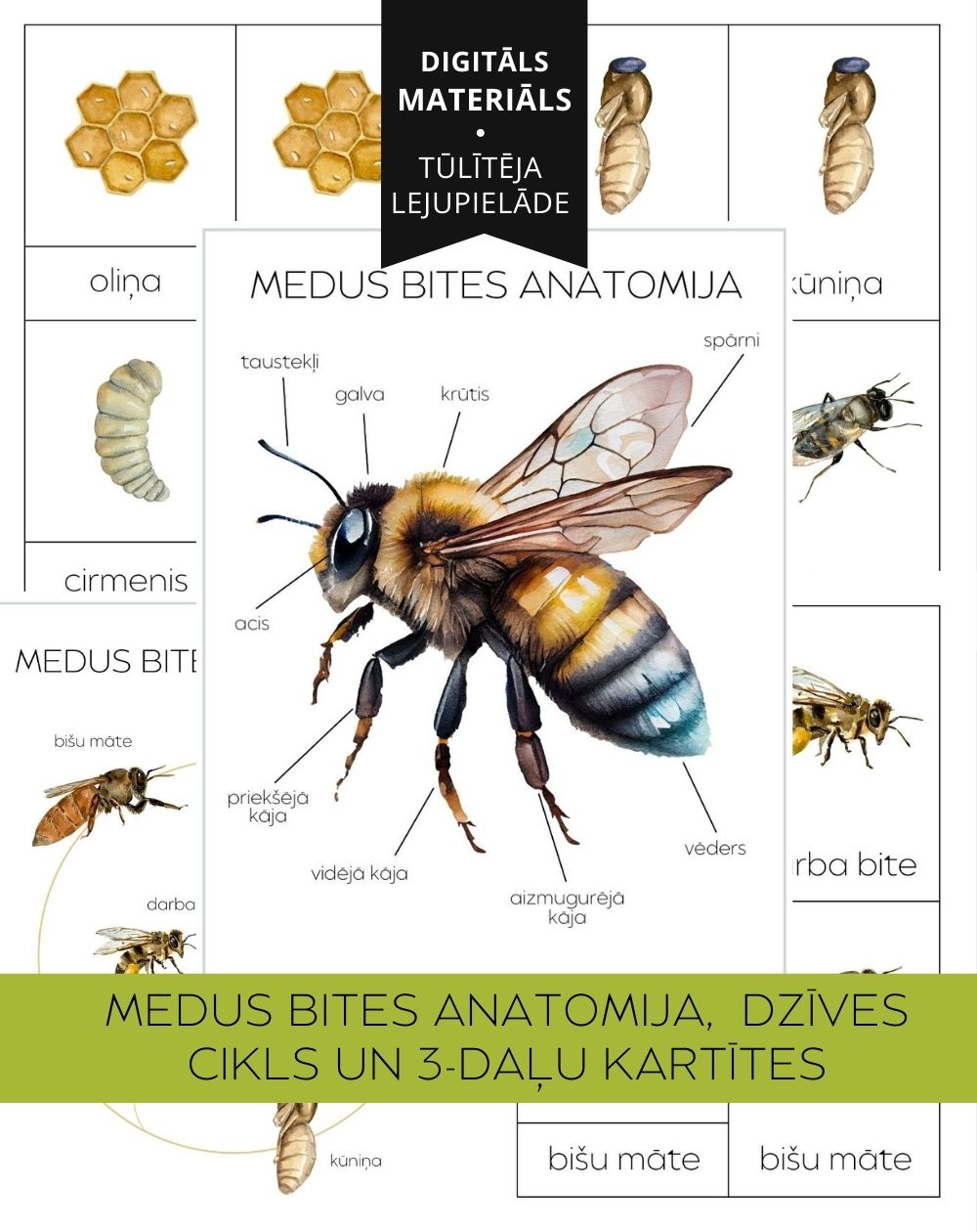 Medus Bites Dzīves Cikls, Anatomija Un 3-Daļu Kartītes - OUWAKIDS