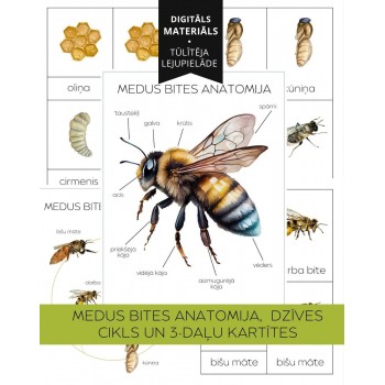 Honey Bee Life Cycle, Anatomy and 3-Part Cards - OUWAKIDS