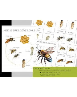 Medus Bites Dzīves Cikls, Anatomija Un 3-Daļu Kartītes - OUWAKIDS