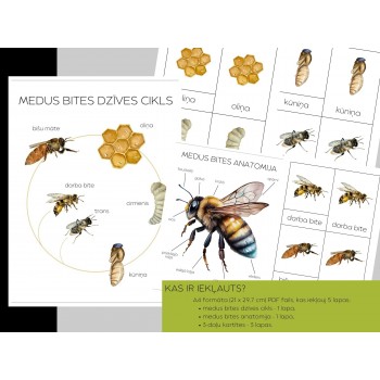 Honey Bee Life Cycle, Anatomy and 3-Part Cards - OUWAKIDS