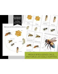 Medus Bites Dzīves Cikls, Anatomija Un 3-Daļu Kartītes - OUWAKIDS