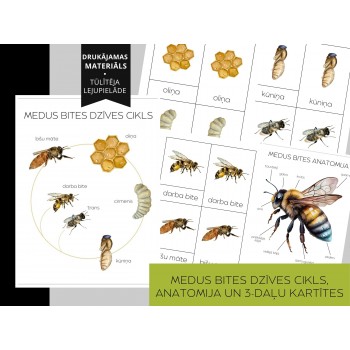 Honey Bee Life Cycle, Anatomy and 3-Part Cards - OUWAKIDS