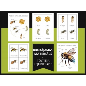 Honey Bee Life Cycle, Anatomy and 3-Part Cards - OUWAKIDS