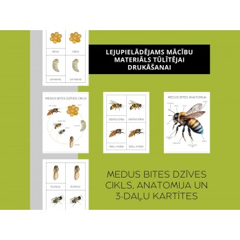 Honey Bee Life Cycle, Anatomy and 3-Part Cards - OUWAKIDS