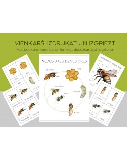Medus Bites Dzīves Cikls, Anatomija Un 3-Daļu Kartītes - OUWAKIDS