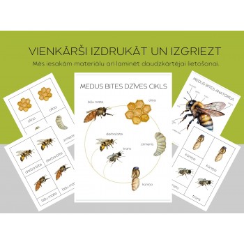 Honey Bee Life Cycle, Anatomy and 3-Part Cards - OUWAKIDS