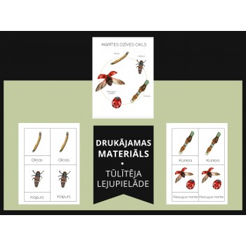 Mārītes Dzīves Cikls Un 3-Daļu Kartītes - OUWAKIDS