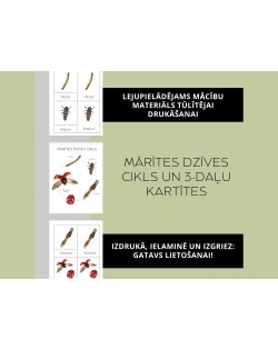 Mārītes Dzīves Cikls Un 3-Daļu Kartītes - OUWAKIDS