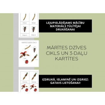 Mārītes Dzīves Cikls Un 3-Daļu Kartītes - OUWAKIDS
